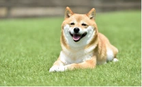 芝生に座る柴犬
